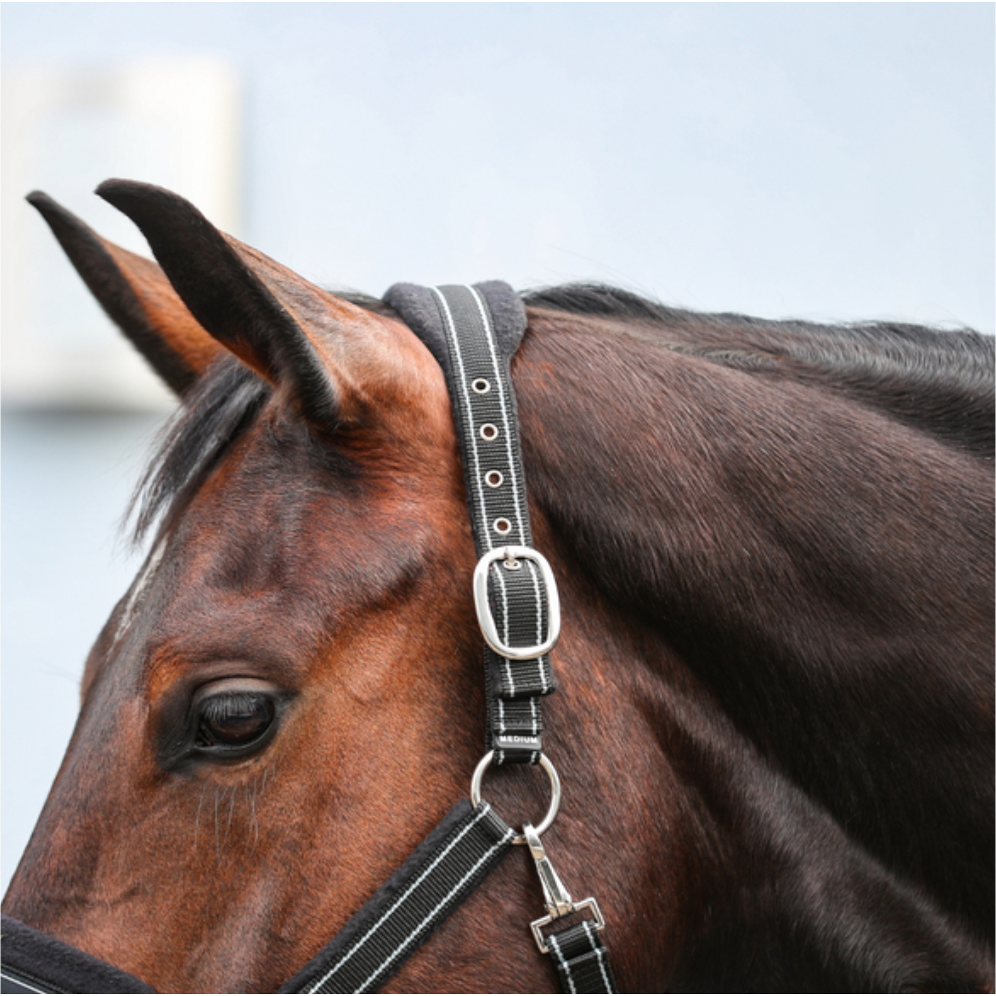2026 Equilibrium Stellar Style Headcollar EQB170 - Black
